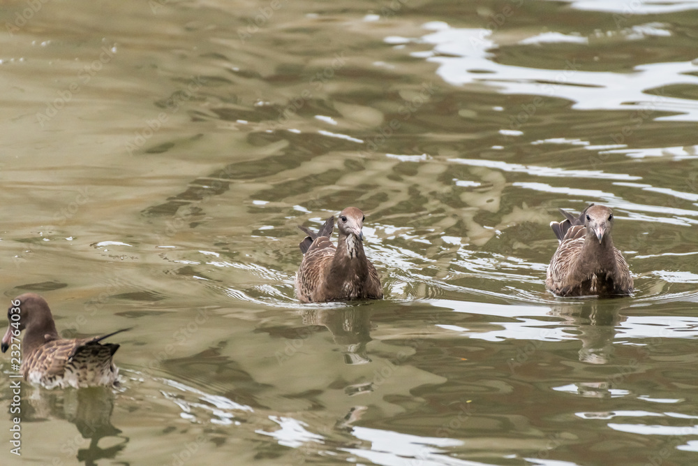 Fototapeta premium immature seagulls in brown plumage