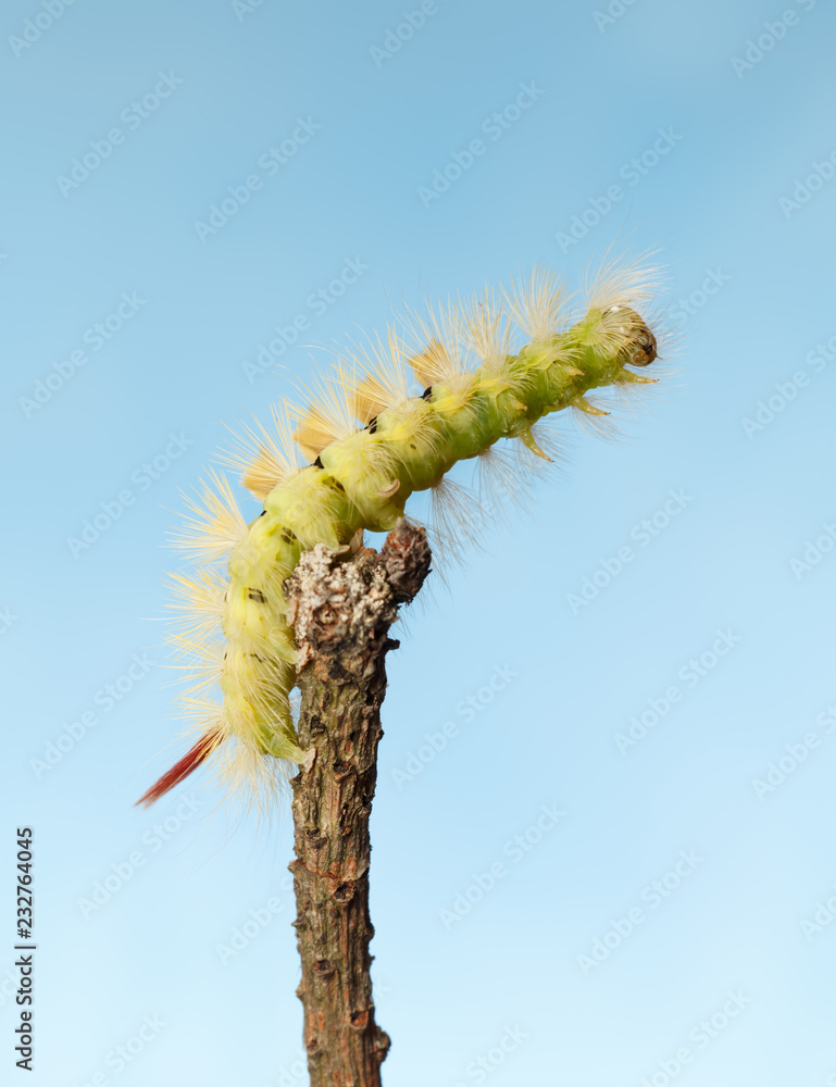 Naklejka premium Caterpillar reach up vertical