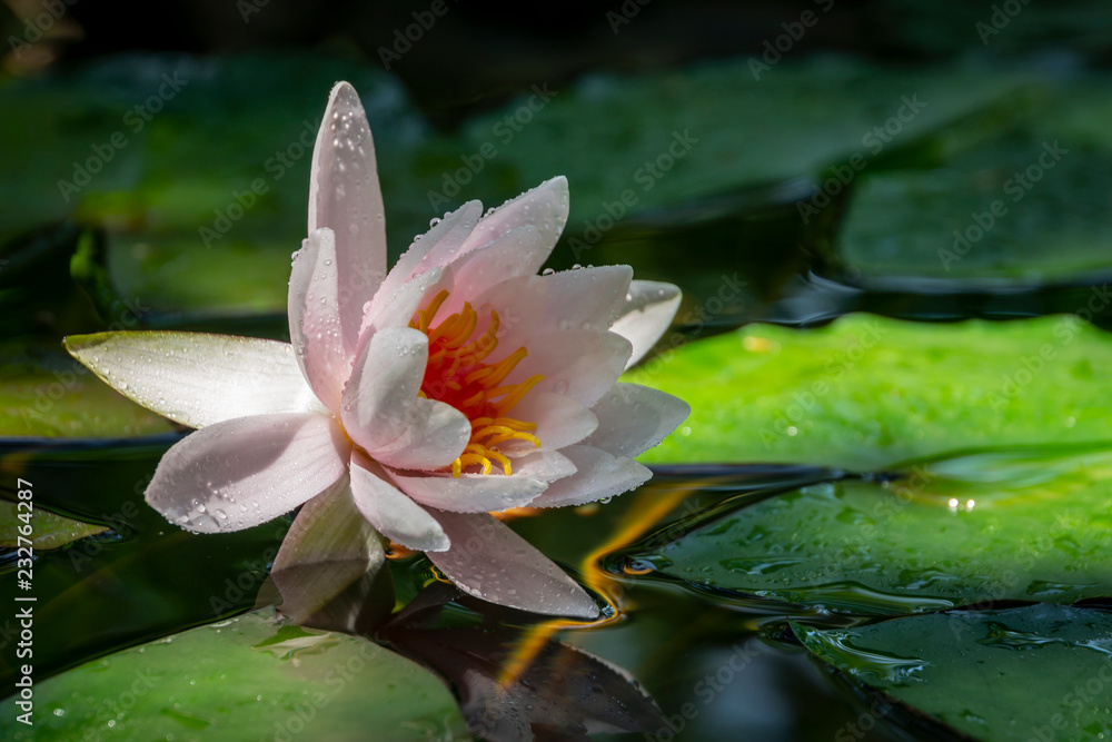 Early morning of pink water lily or lotus flower Marliacea Rosea. Nymphaea rises above its dark green leaves. Nature concept for design Early morning of pink water lily or lotus flower Marliacea Rosea. Nymphaea rises above its dark green leaves. Nature concept for design