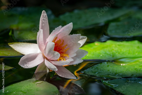 Early morning of pink water lily or lotus flower Marliacea Rosea. Nymphaea rises above its dark green leaves. Nature concept for design