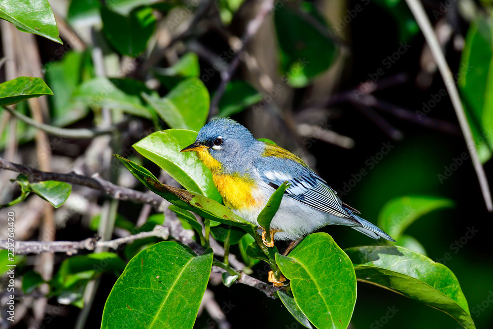 Obraz premium Northern parula