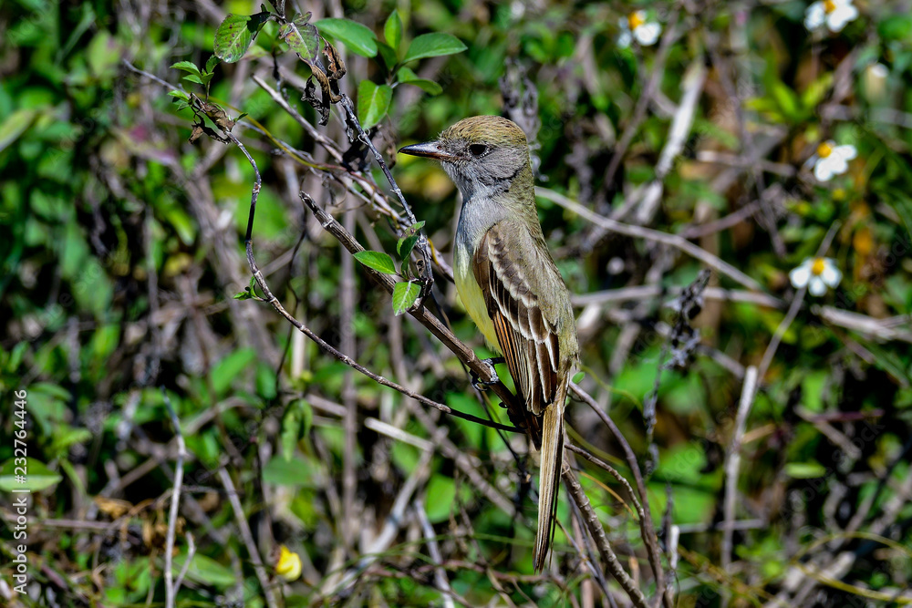 Fototapeta premium Great Crested Flycatcher