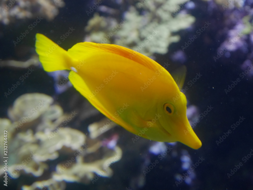Obraz premium poisson jaune