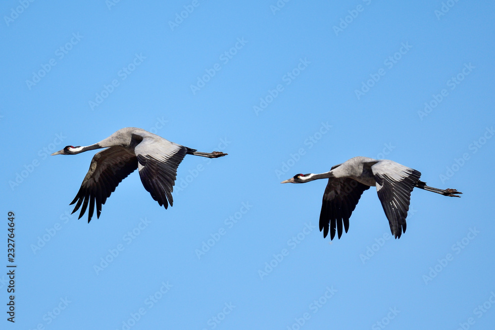 Obraz premium Eurasian crane