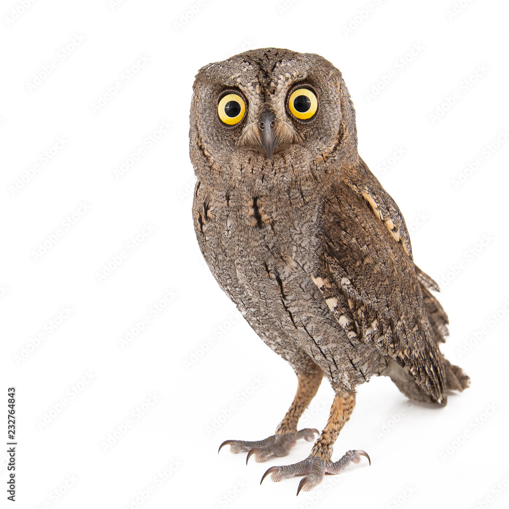 European scops owl (Otus scops) isolated on white background - obrazy, fototapety, plakaty 
