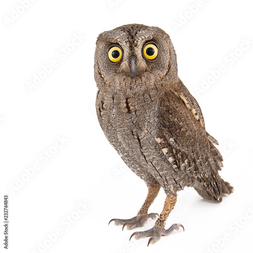 European scops owl (Otus scops) isolated on white background © Tatiana