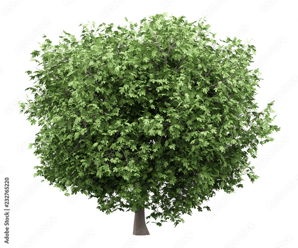 Fototapeta premium common fig tree isolated on white background