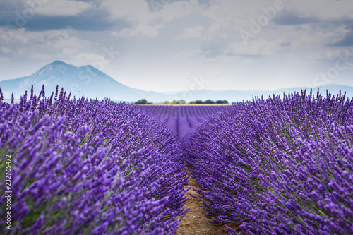 Lavande à Valensole