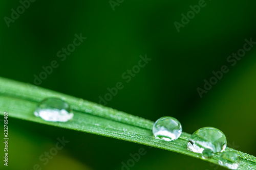 Rain drops on grass blade green background