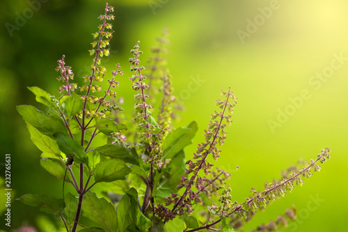 Fresh holy basil leaves and flower on green background