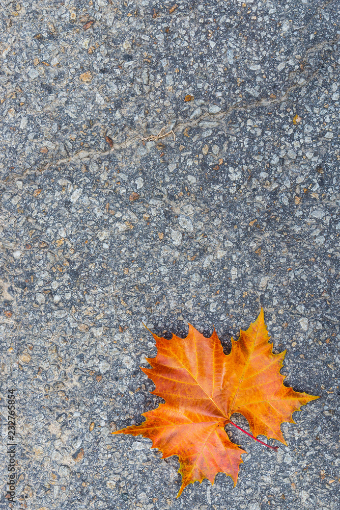 Orange autumn leaf on the road background with copy space for your design. Orange autumn leaf on the road background with copy space for your design.