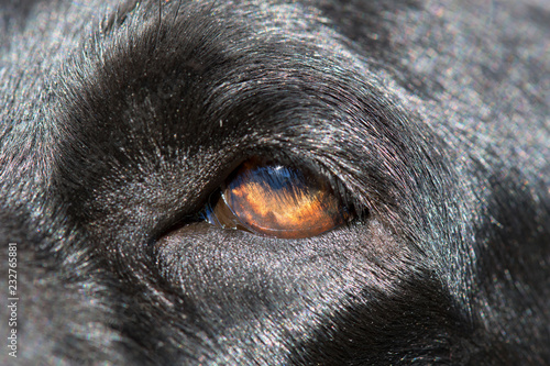 Detail of black Labrador retriever dog eyes.