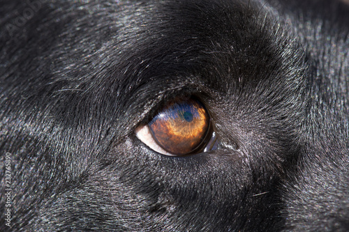 Detail of black Labrador retriever dog eyes. © majivecka