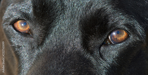 Detail of black Labrador retriever dog eyes.