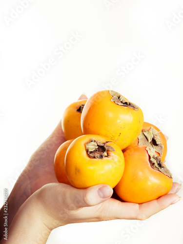 Hand holding persimmon kaki fruits, isolated