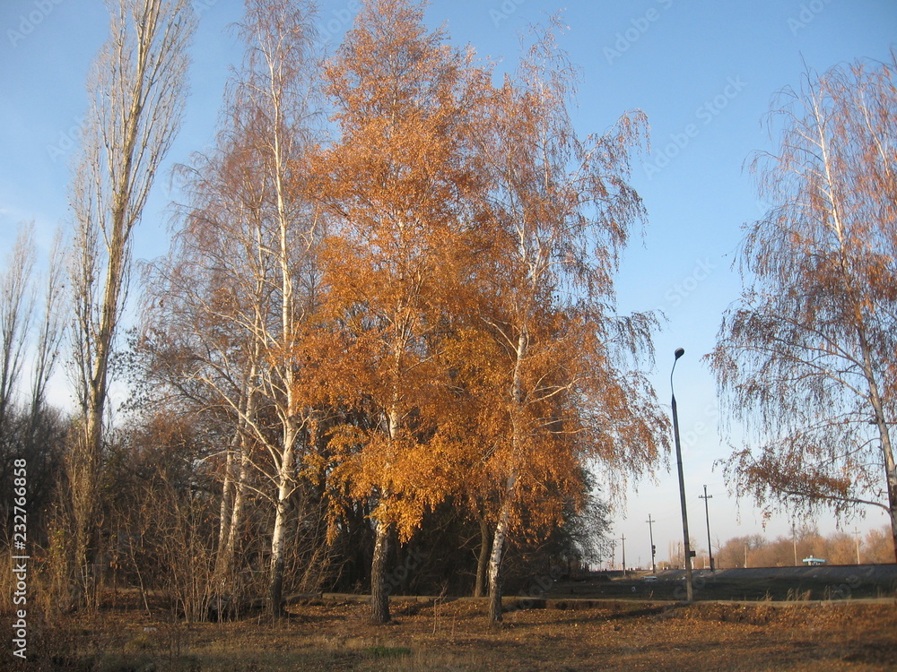 Obraz premium autumn in park