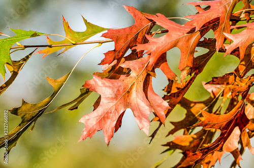 Close-up of several leaves of an oak tree in autumn in shades of brown and green against a background of soft green and blue bokeh