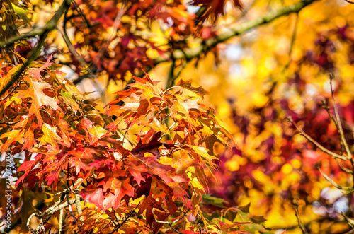 Colorful image of the foliage of an oak tree in autumn in vibrant shades of red and yellow