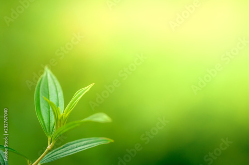 Green leaves foliage in morning light