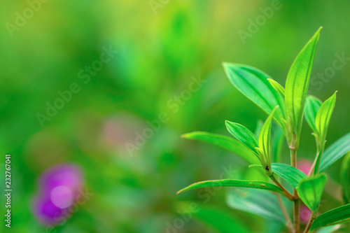 green leaf background