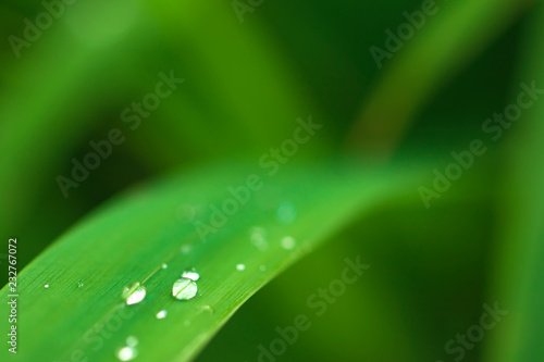 Rain drops on grass blade