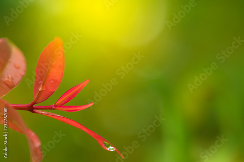 Young leaves foliage with rain drops on green background