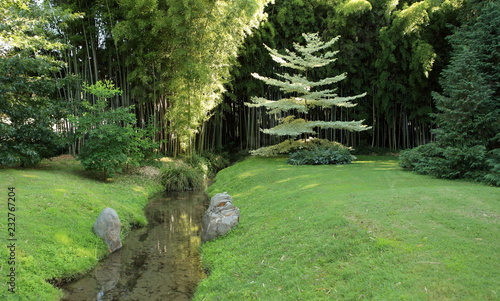 Petite rivère et forêt de bambous photo