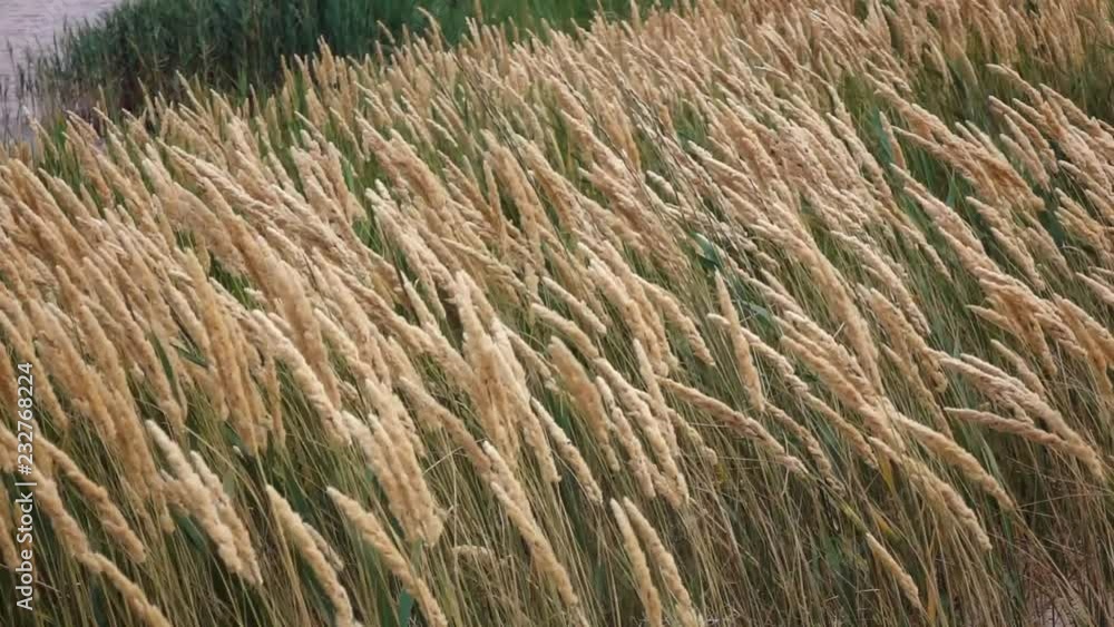 Ripening wheat in the field. Slow motion