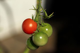 Reifende Tomaten 3