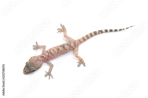  Mediterranean house gecko (Hemidactylus turcicus) on white