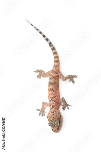 Mediterranean house gecko (Hemidactylus turcicus) on white
