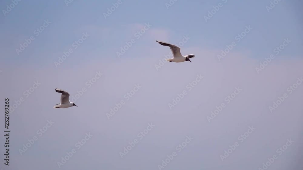 Two seagulls fly in sky slow motion Two seagulls fly in sky slow motion