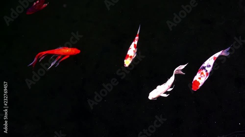 Animals Koi, Fancy carps fish are swimming in water