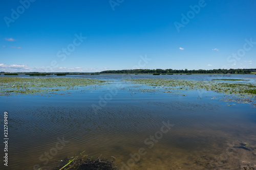 Beautiful forest lake with water lilies on surface on a summer day near city of Saldus, Latvia