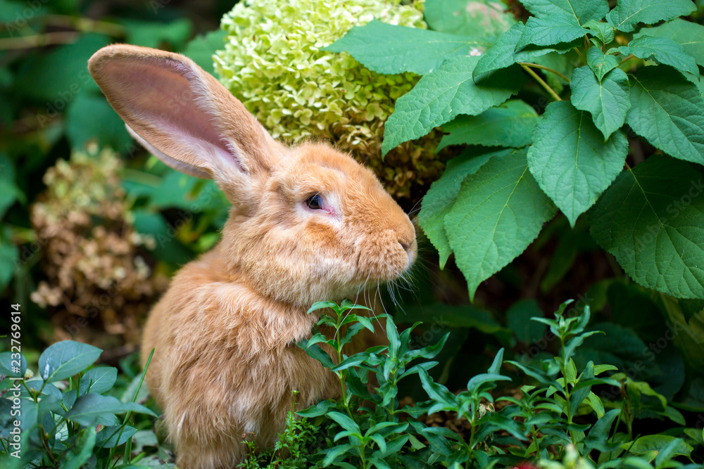 Fototapeta premium Hase