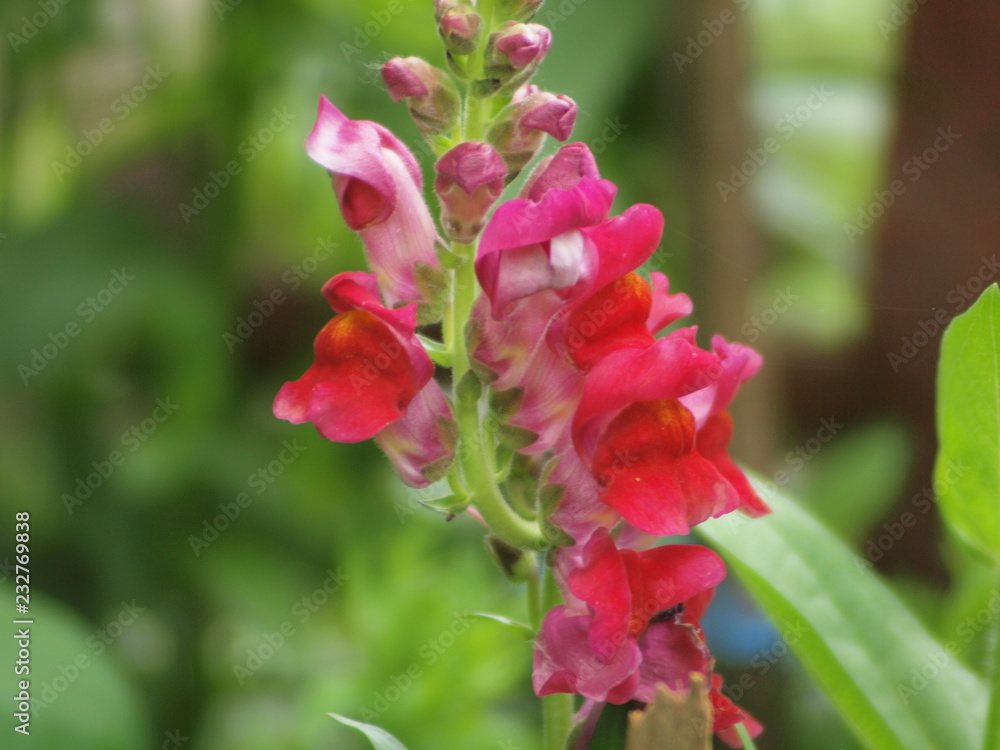 Garden flowers, summer