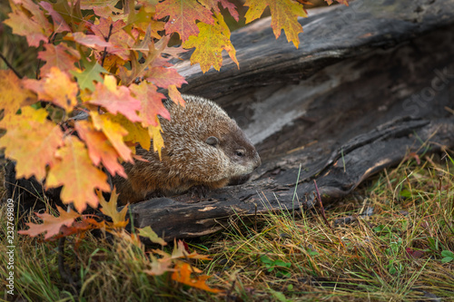 Woodchuck  Marmota monax  Looks Right From Inside Log