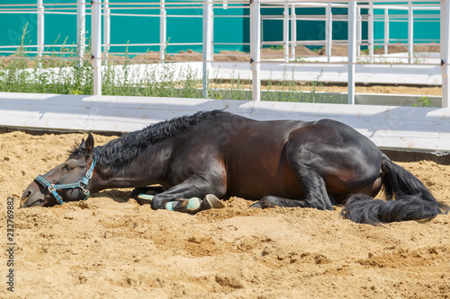 Black horse is lying on the sand in a separate corral