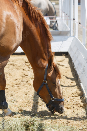 Chestnut horse eats hay in the corral. Close-up