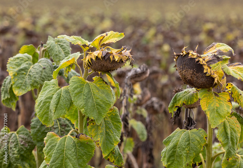 Fototapeta Naklejka Na Ścianę i Meble -  Field of drying sunflowers in Aquitaine. France