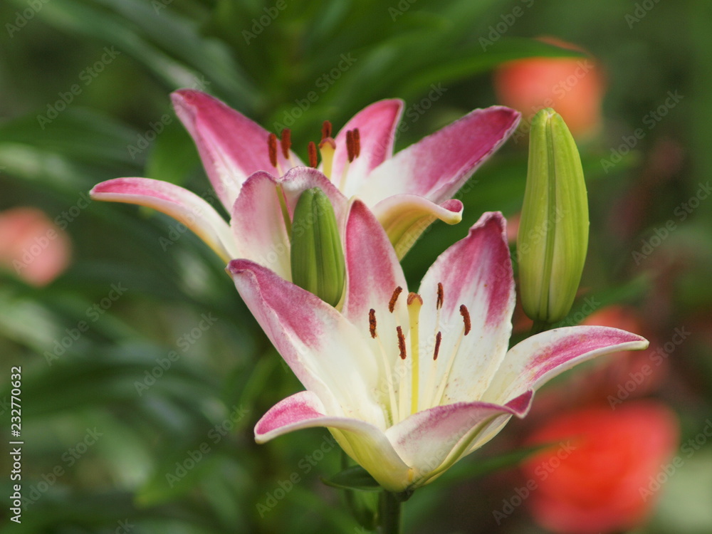 Garden flowers, summer