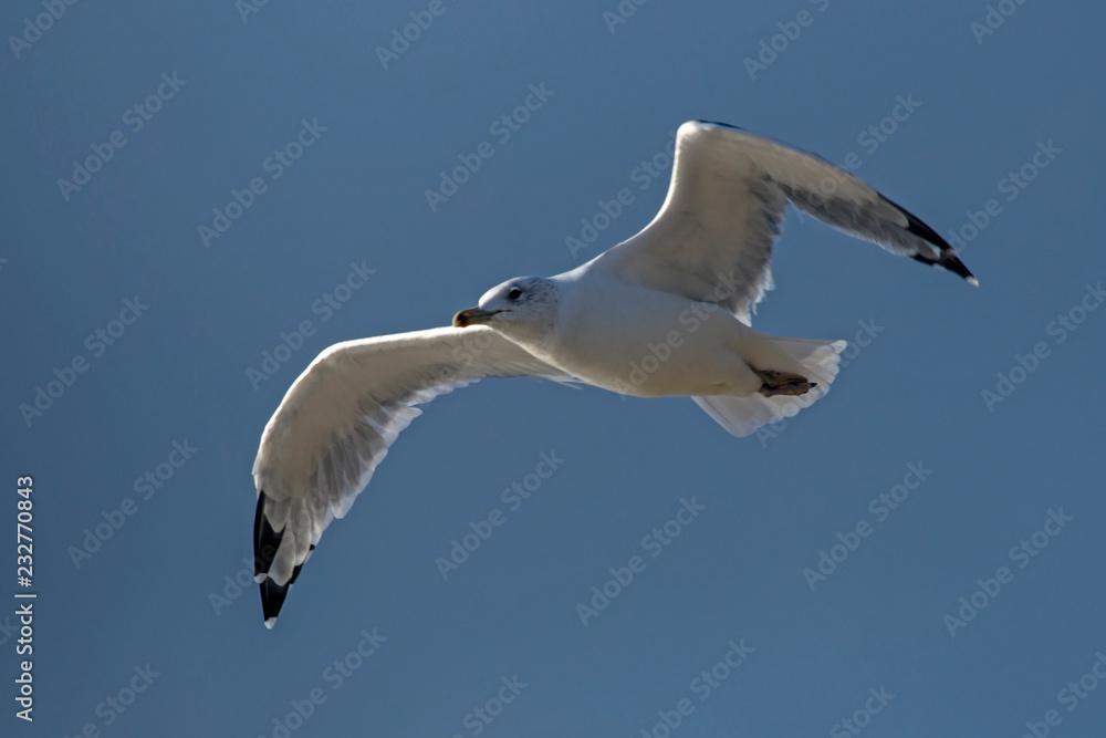 Seagull flying on the blue sky. European herring gull (Larus argentatus). Seagull flying on the blue sky. European herring gull (Larus argentatus).