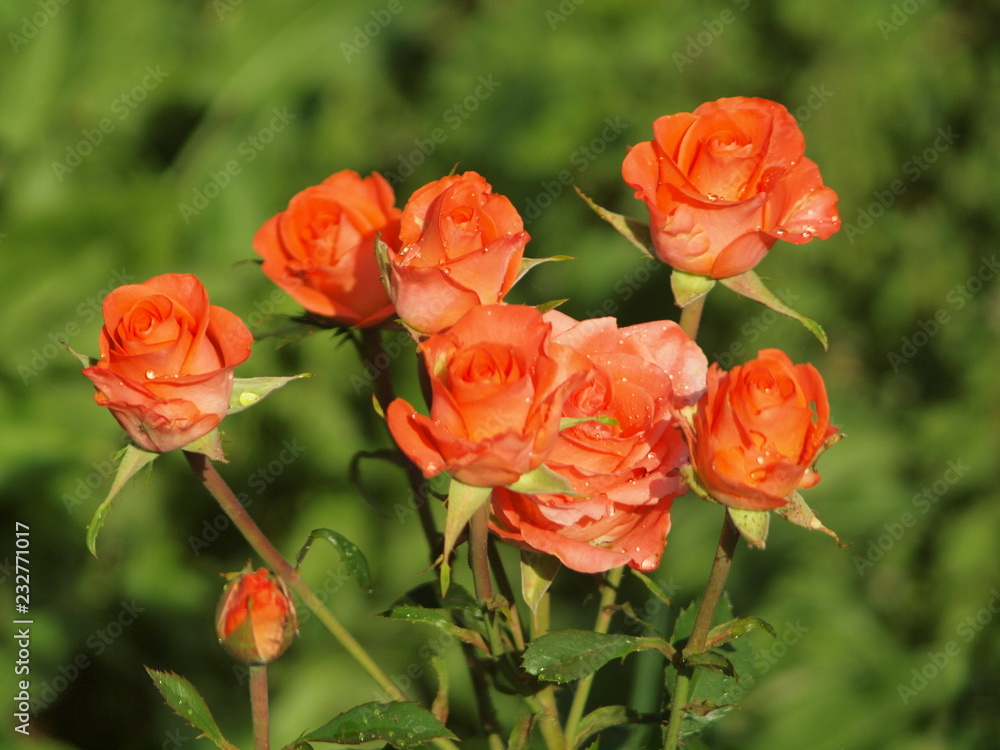 Garden flowers, summer