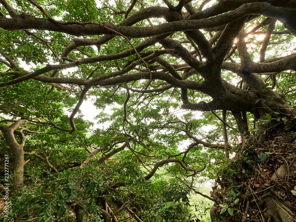 Obraz premium Tree of Life in Jungle