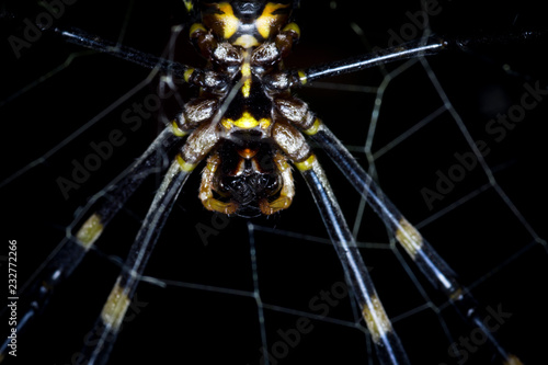 Black and yellow tiger spider in forest close up macro shot.  photo