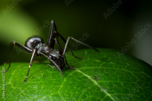 Black ant on a green plant leaf macro close up shot. 