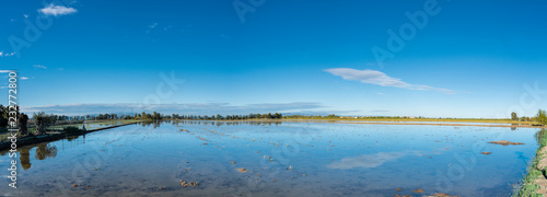 Rice paddy field in Ebro delta, Spain. Blue sky water reflection