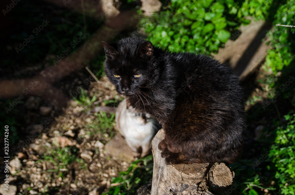 Photograph of two cats, one black and one white defocused background. The black cat is on top of a trunk.
