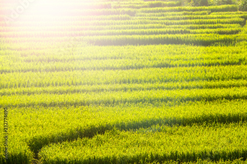Sloping step rice field in the morning. Lens flare effect