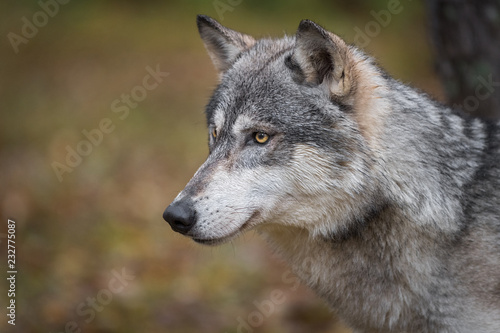 Grey Wolf  Canis lupus  Profile Left Autumn